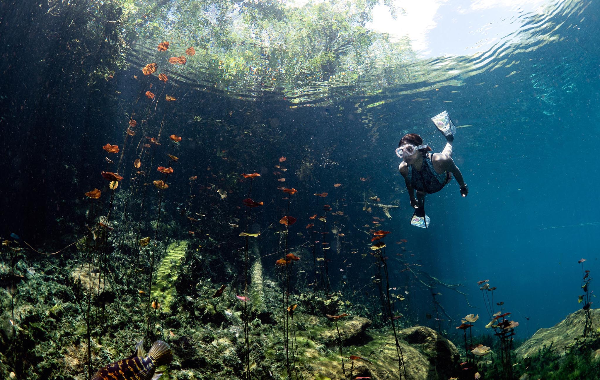 Mexiko Tauchen mit DeepDiveMexico: Willkommen im Unterwasserparadies