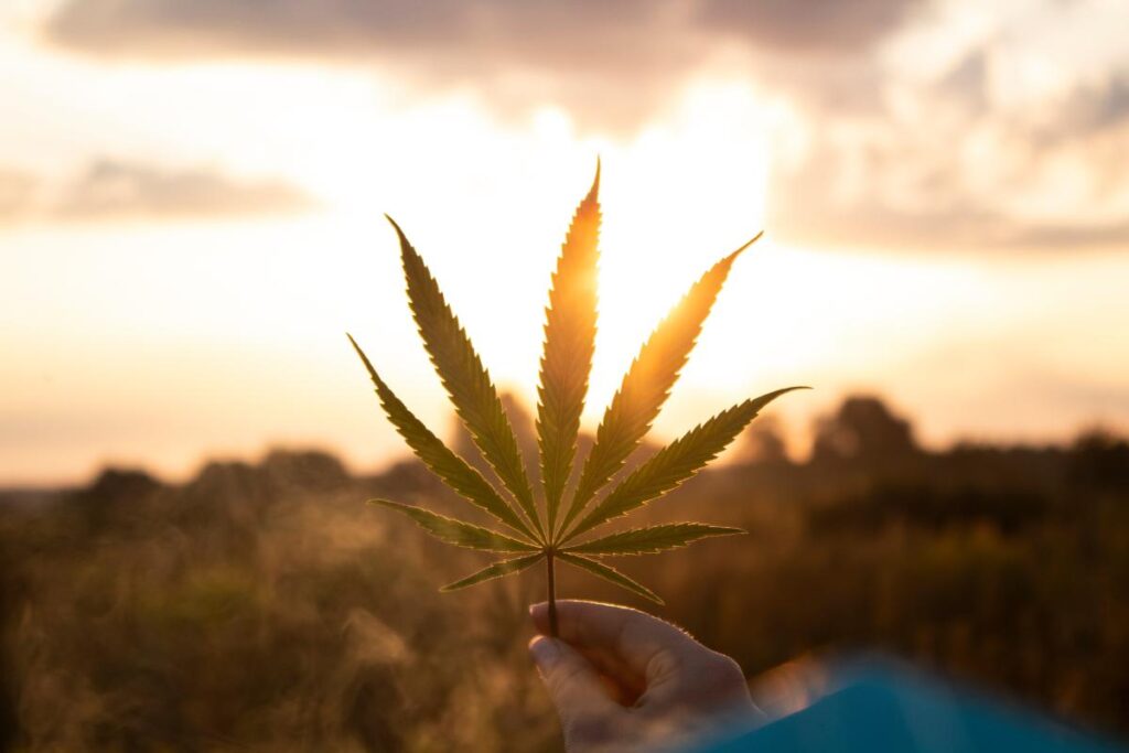 Ob feminisiert oder regulär – Weed Samen kaufen leicht gemacht